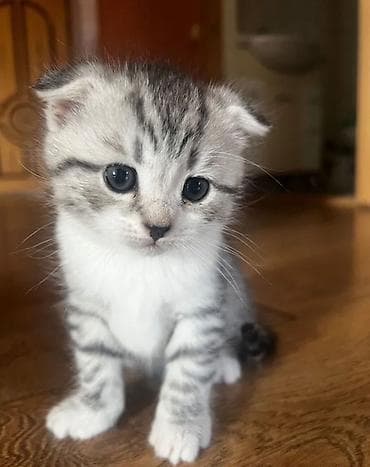 Животные: Шотландские вислоухие котята (Scottish Fold) Есть девочки и мальчики — 3