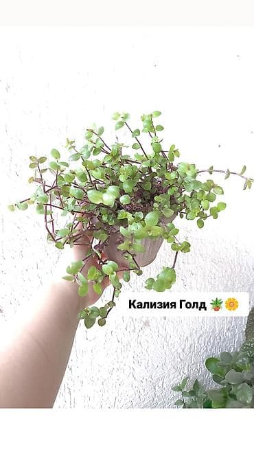Продаю свои комнатные растения 🪴🌺! Цены разные! 1) Укоренённый черенок