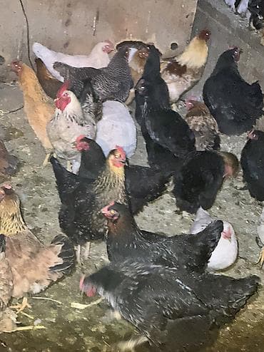 клетки кур несушек: Продаю | Куры, Петух | Домашняя | На забой, Для разведения, Несушки — 9