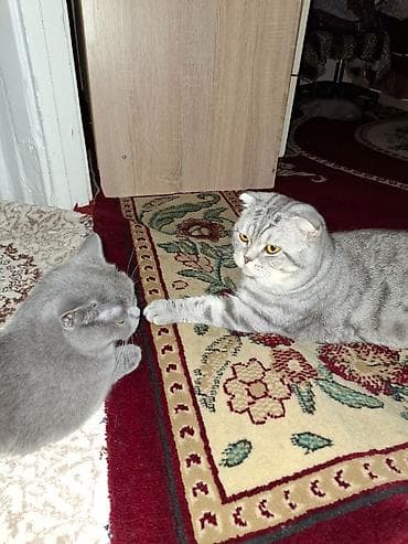 токмок кошка: Мышыктар сатылат — 4