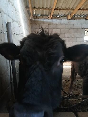 Продаю | Бык (самец) | На откорм | Привязанные