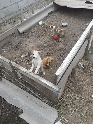 арзан иттер: Щенки дворянской породы - Возраст: ориентировочно 2–3 месяца - Окрас — 2