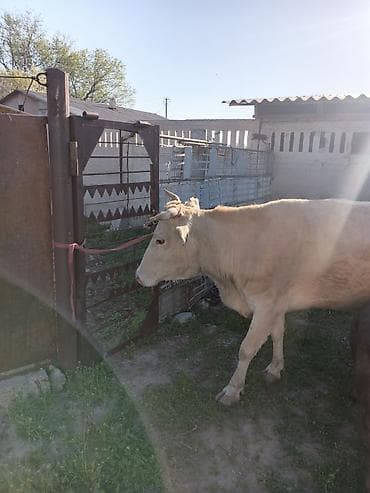 баранина живой: Продаю | Корова (самка) | Для молока | После отела — 2
