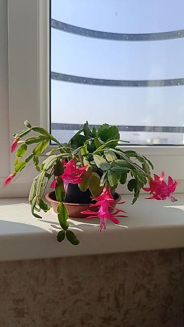 Сатылат 200сом