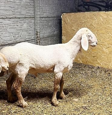 трава для животных: Продаю | Овца (самка), Ягненок, Баран (самец) | Гиссарская, Арашан | Для разведения | Племенные — 2