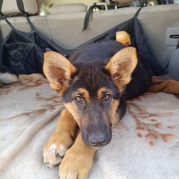 Немецкая овчарка, 3 месяца, Самка