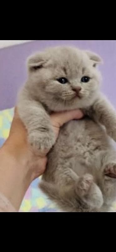 домашний животные: Шотландская вислоухая кошка (Scottish Fold), котята 2 месяца г. Ош ( — 1