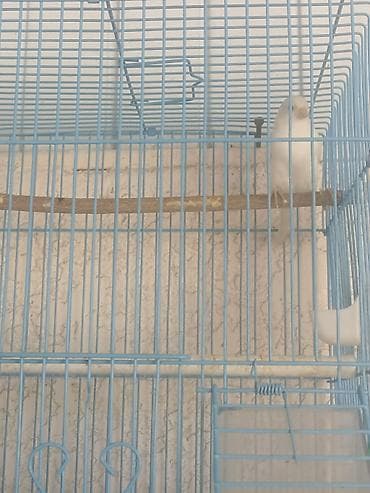 соль для животных: Продаю канарейку( самку). Возраст 2 года
Без клетки — 2