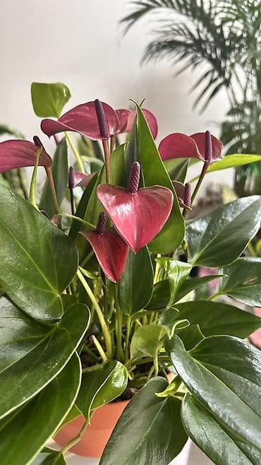 примула комнатные: Антуриум (Anthurium andreanum) с розово-бордовыми покрывалами и — 2