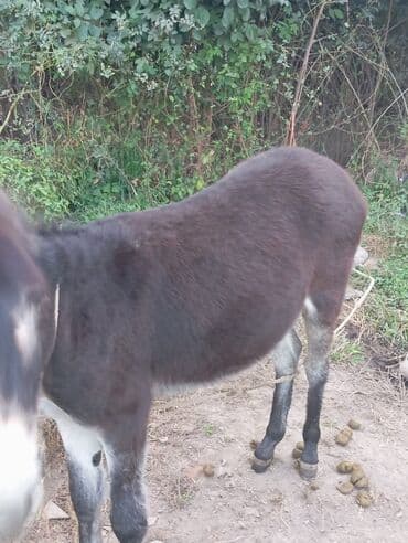 сколько стоит кролик домашний: Осёл (/среднего размера) темно‑коричневого окраса с белой отметиной на — 1