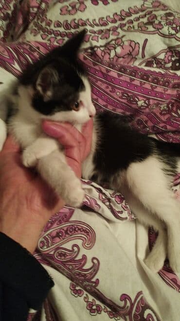 если не кастрировать кота: Котята домашние, короткошерстные. - Окрас: один черно‑белый — 2