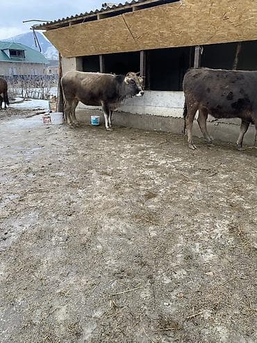 продаю шерсть: Продаю | Корова (самка) | Алатауская | Для молока | Привязанные — 3