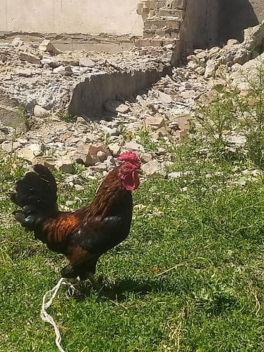 мал жайган: Сатам | Короздор | Көбөйтүү үчүн — 3
