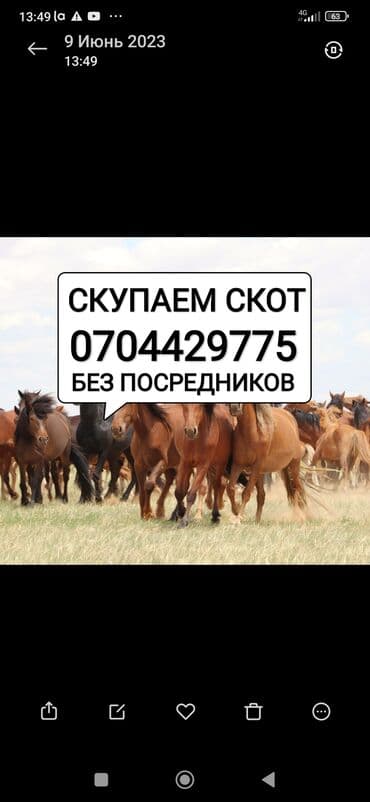 купить тайскую кошку: Куплю | Коровы, быки, Лошади, кони | Круглосуточно, Любое состояние, Забитый — 1