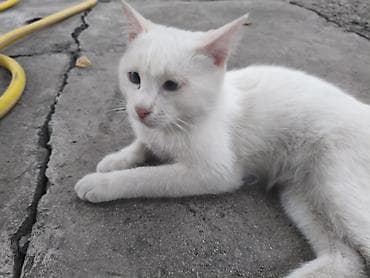 d cat: 5 месяцев, Мальчик, Приучена к лотку — 3