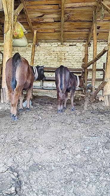белый кролик: Продаю | Корова (самка), Музоо, торпок | Ангус | Для разведения | После отела — 9