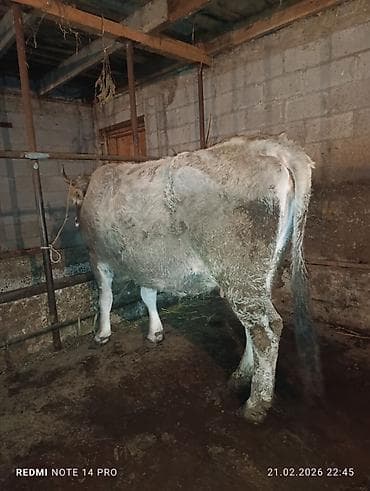 Аквариумы: Продаю | Тёлка | Швицкая | На откорм, На забой, Для разведения | Племенные, Привязанные — 1