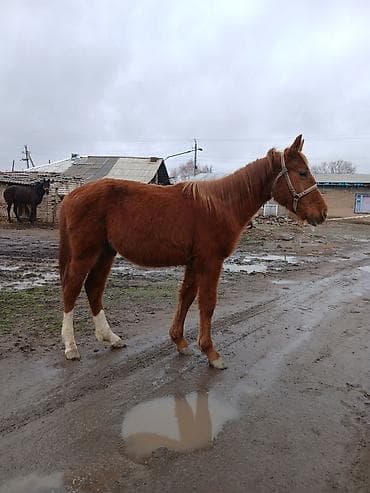 енот живой: Продаю | Конь (самец), Жеребенок | Дончак, Кара Жорго | На забой, Для разведения, Для молока — 3