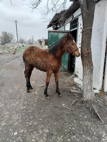 ящик бишкек: Сатам | Тай | Көбөйтүү үчүн | Асыл тукумдуу — 4