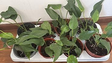 Денежное дерево: Антуриум зизу фиолетовый 100, Сансивиерия муншайн 220 сом — 4