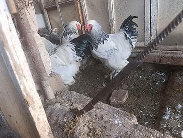 циплята брама: Продаю | Куры | Брама | Для разведения — 4