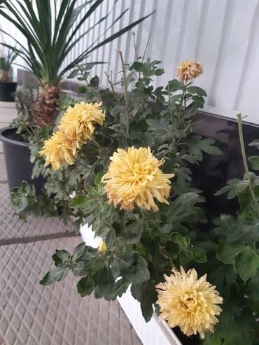 дом на иссык куле купить: 15 кв. м, Эмереги менен — 20