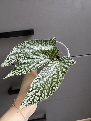 цветы геран: Бегония крылья ангела декоративно-лиственная с контрастным — 1