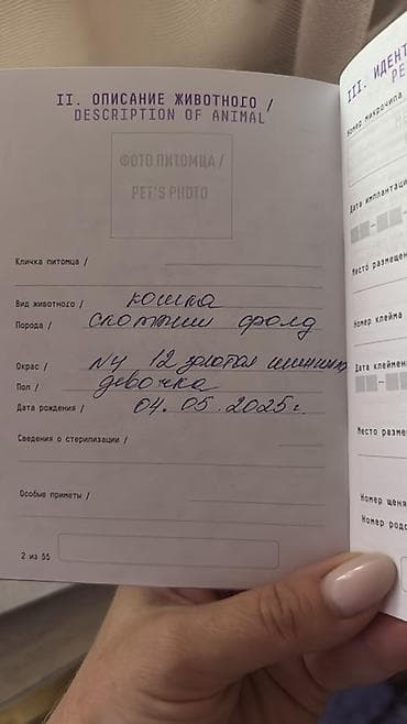 пушистый собака: Скотиш Фолд (Шотландская вислоухая), 1 месяц, Девочка, Золотая шиншилла, С документами — 4