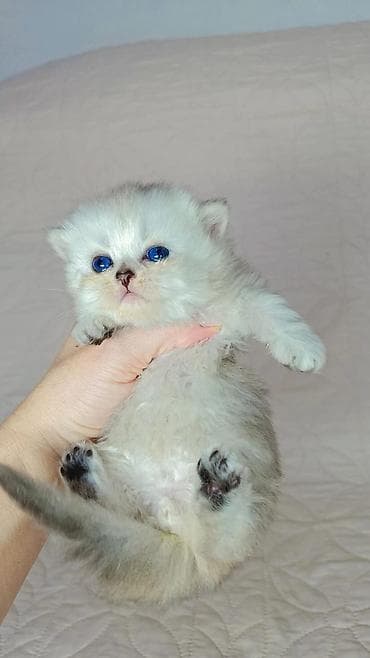 карлик сибрайт: К раннему бронированию шотландские котята мальчики. Хайленд и гладко — 2