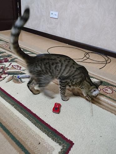 Грызуны: Кошка даром: Беспородная, 8 месяцев, Девочка, С прививками — 3