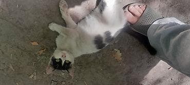 scottish fold: Беспородная, 4 месяца, Девочка, Биколор — 2