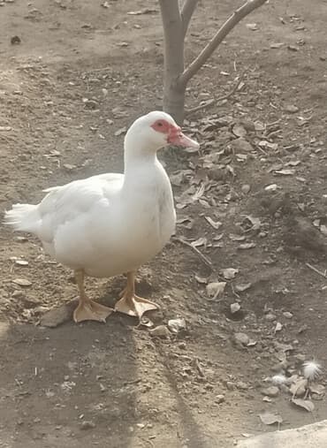 корм форели: Продаю индоутку белую. одна штука. цена 600 сом. находится в — 1