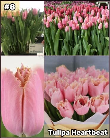 размещение рекламы: Организация мероприятий | Букеты, флористика — 9