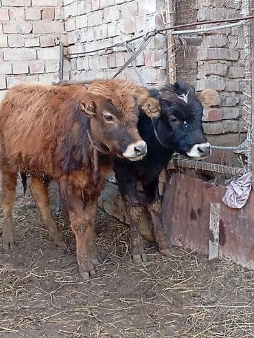 Услуги ветеринара: Продаю | Бык (самец), Музоо, торпок | Алатауская | На откорм, Для разведения — 2
