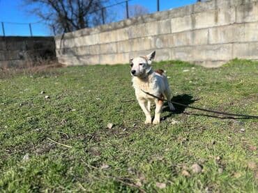 стрижка собак на дому недорого: Ищем дом для молодой стерилизованной девочки. Привита. Привезём сами — 6