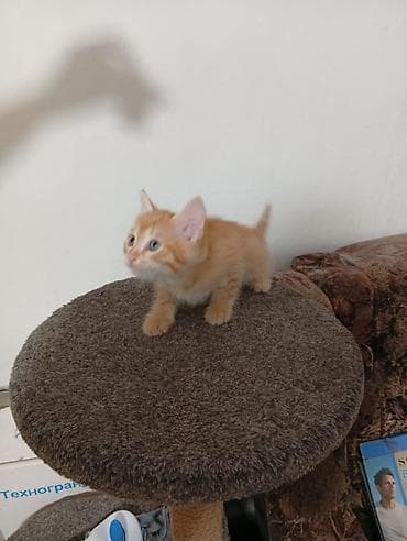 одам дарам: Котята 1 месяцев рыжий мальчик чёрная девочка — 6