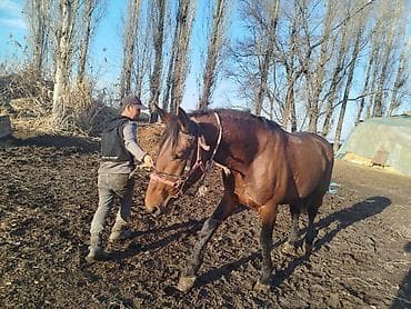 Собаки: Продаю | Жеребец | Для разведения | Племенные — 4