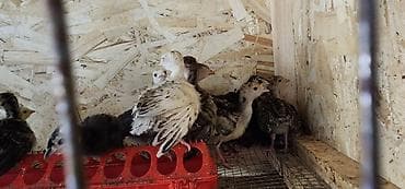 голуби животное: Продаю | Индюшата | Полукровка — 4