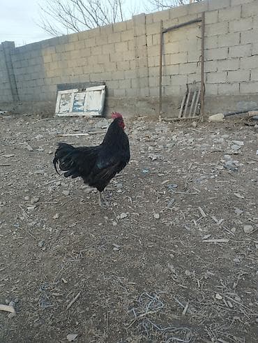 Кошки: Продаю | Петух | Для разведения — 3