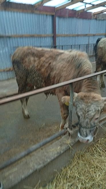 цепи для коров: Продаю | Бык (самец) | На откорм | Привязанные — 2