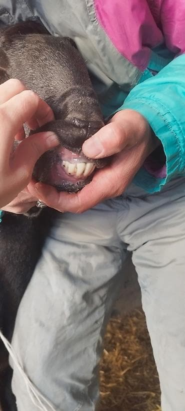 кочкор афган: Арашан 2 тиш кой козусу менен Козу линия бульдозер Ургаачы. Бир — 8