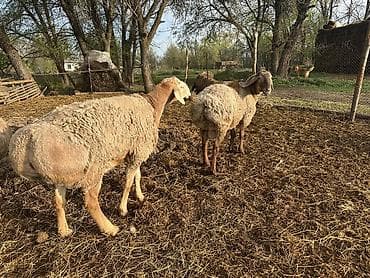 породы собак в бишкеке: Продаю | Баран (самец) | Арашан | Для разведения — 2