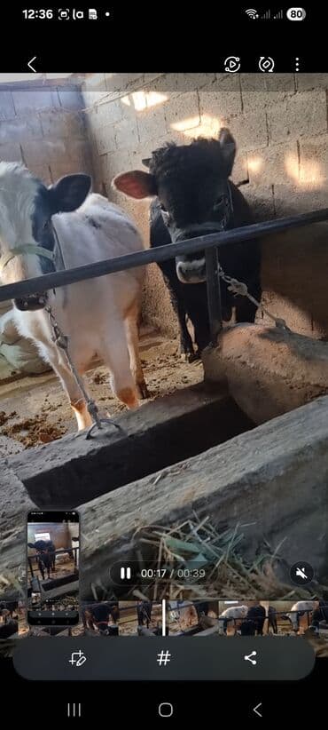 дойних коров: Продаю | Бык (самец) | Полукровка | На откорм | Привязанные — 7