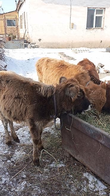 Иттер: Сатам | Кунаажын | Бордоп семиртүү үчүн — 5