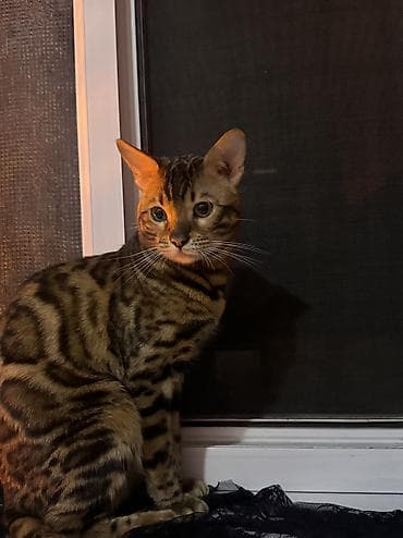 племенной: Вязка кота — чистокровный бенгал Предлагается племенной бенгальский — 9