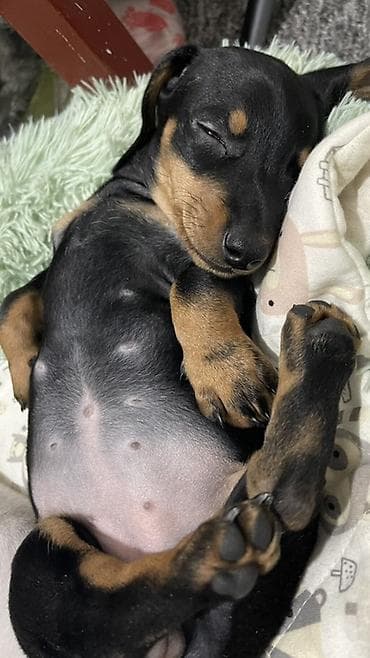 где можно купить кошку в бишкеке: Продаются замечательные щенки — такса и чихуахуа 🐶✨ Ищем заботливых и — 5