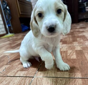 вязка алабай: Кокер-спаниель, 1 месяц, Самец — 3