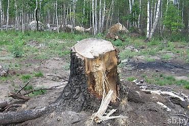 Дрова