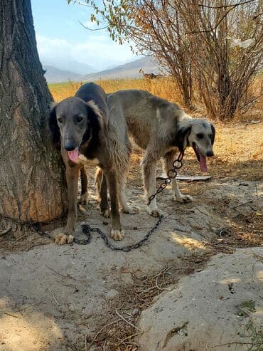 Вязка собак: Собака даром: Дворняжка, 2 месяца, Самка — 7