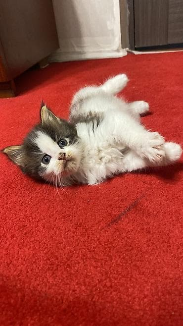 куплю кошка: Пушистые котята, длинношёрстные, домашнего разведения. Две девочки и — 4